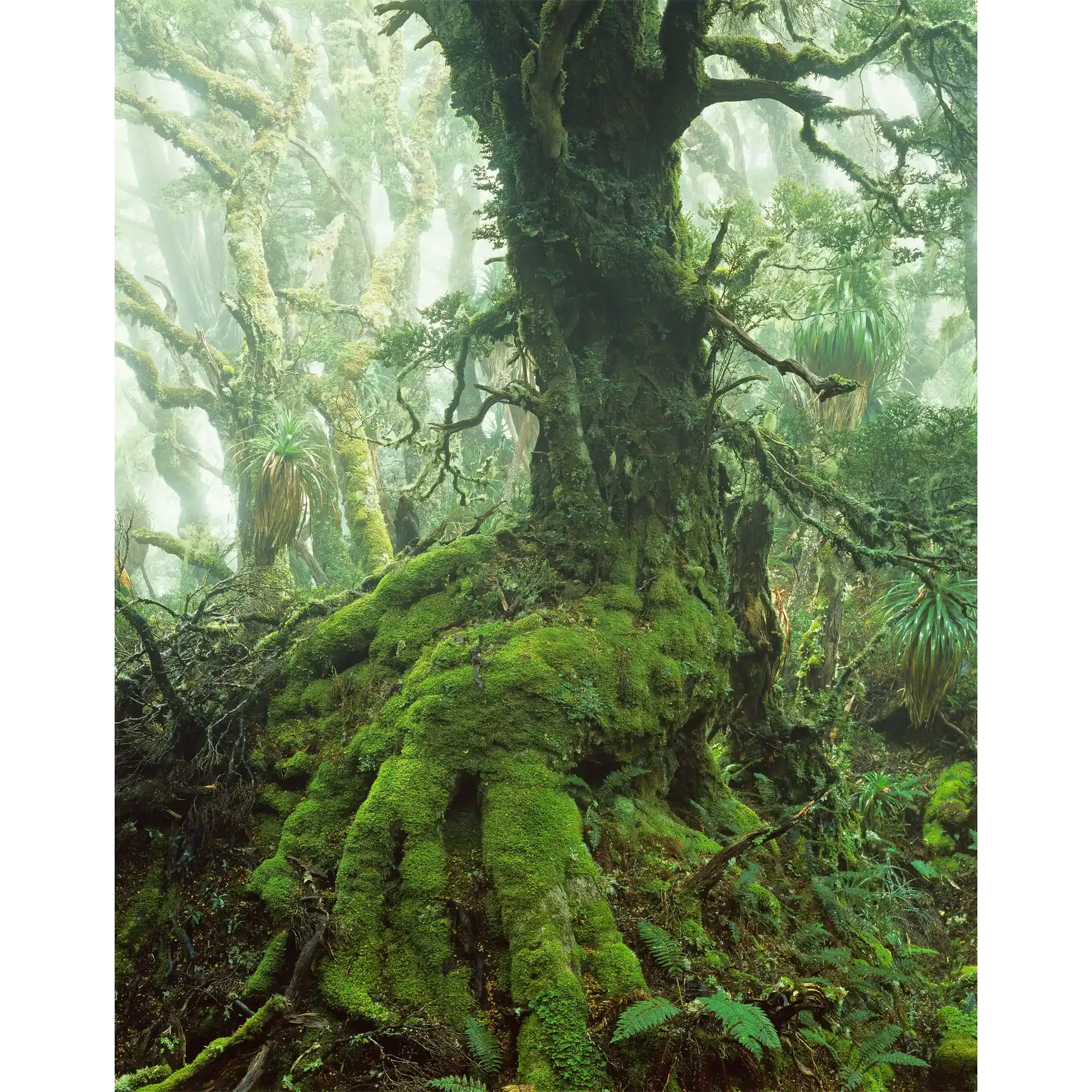 Myrtle tree in rainforest at Mount Anne, Southwest Tasmania by Peter Dombrovskis
