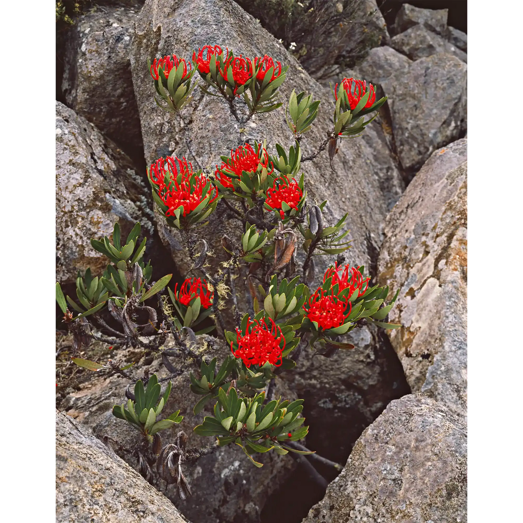 Waratah flowers, Southern Ranges, Southwest National Park by Peter Dombrovskis
