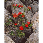 Waratah flowers, Southern Ranges, Southwest National Park by Peter Dombrovskis