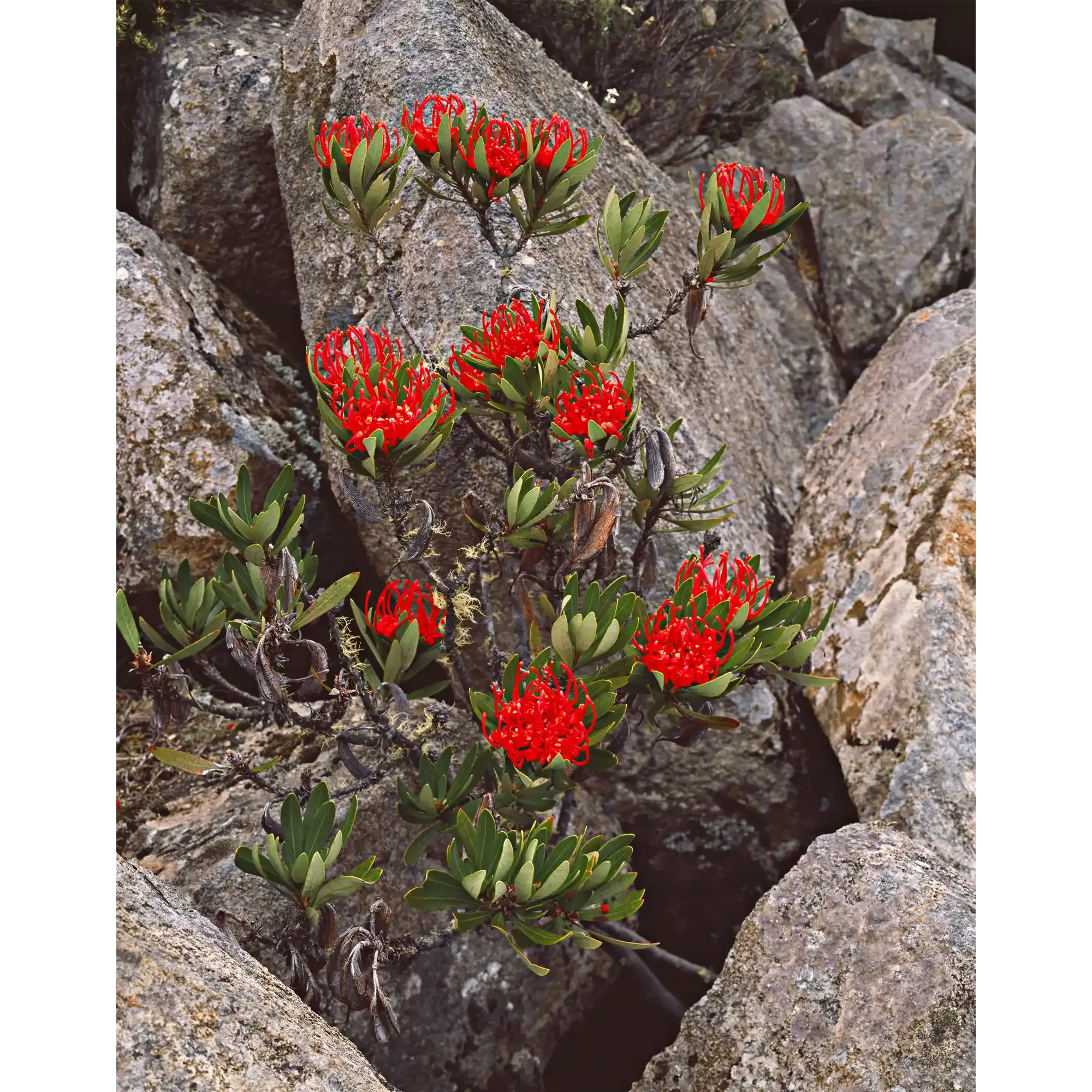 Waratah flowers, Southern Ranges, Southwest National Park by Peter Dombrovskis