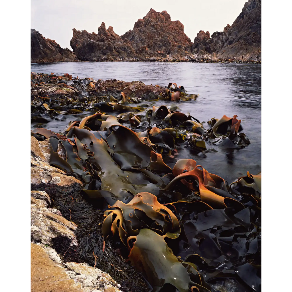 Coastline north of the Pieman River, Tarkine wilderness, Tasmania by Peter Dombrovskis