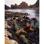 Coastline north of the Pieman River, Tarkine wilderness, Tasmania by Peter Dombrovskis