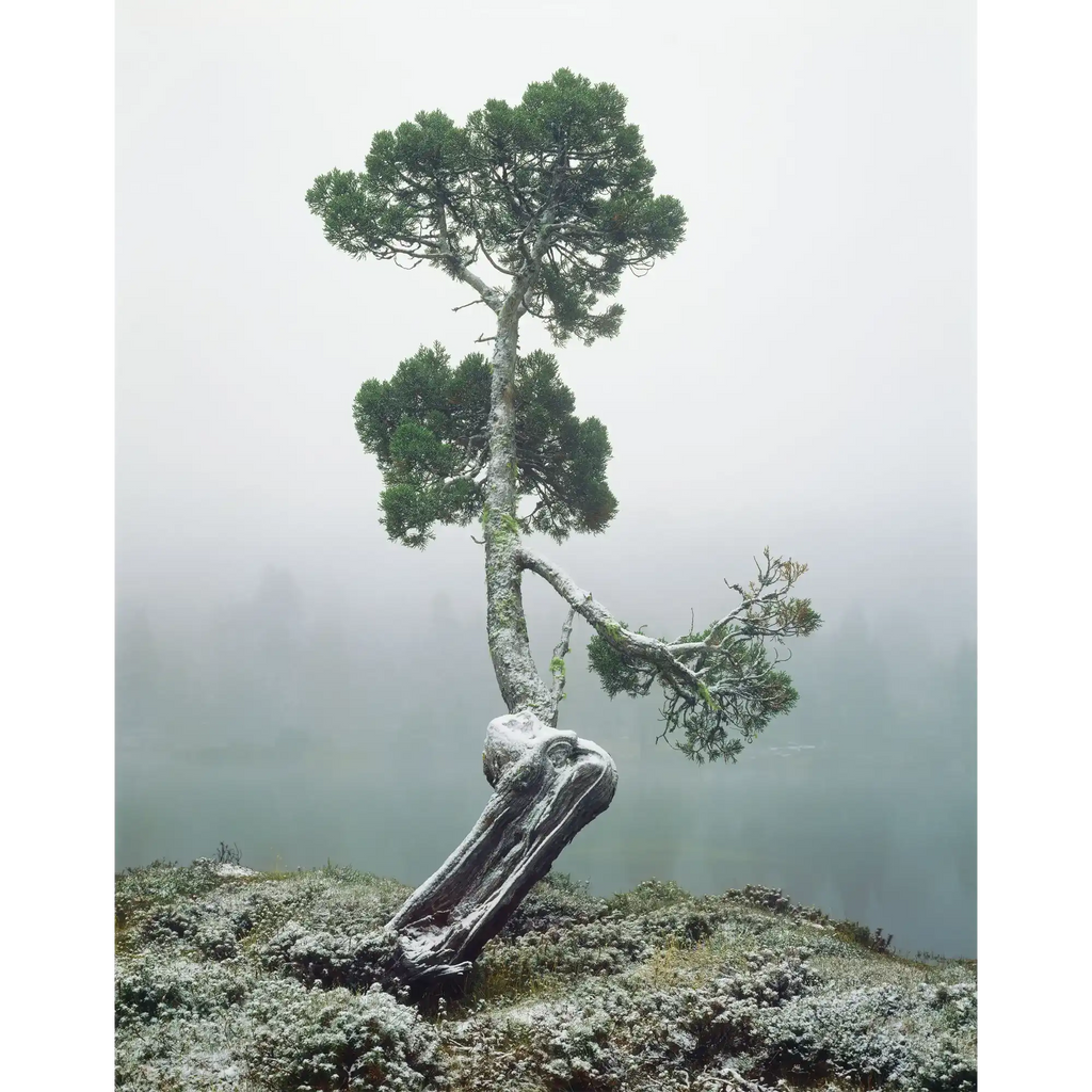 Pencil pine at Pool of Siloam, Walls of Jerusalem National Park, Tasmania by Peter Dombrovskis