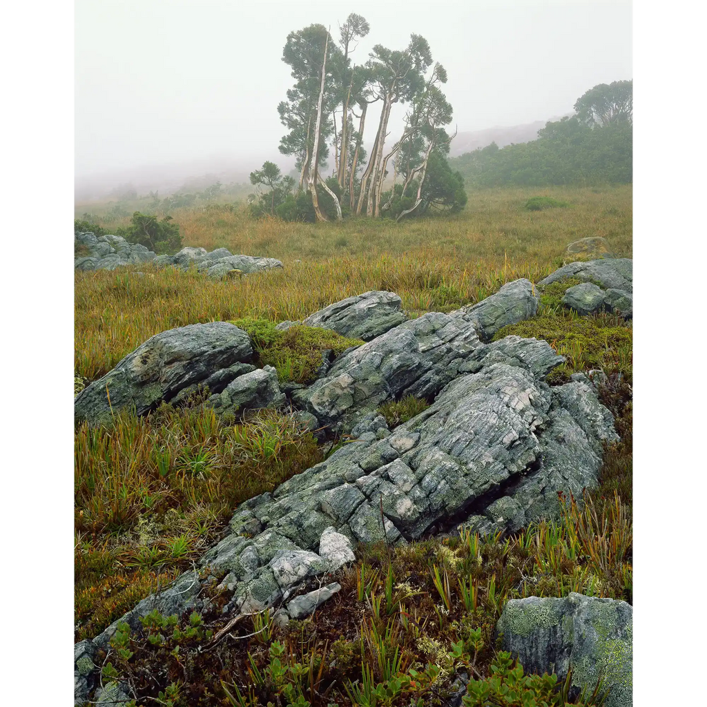 Pencil pines in mist near Lake Picone, Southwest National Park by Peter Dombrovskis