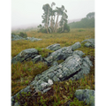 Pencil pines in mist near Lake Picone, Southwest National Park by Peter Dombrovskis