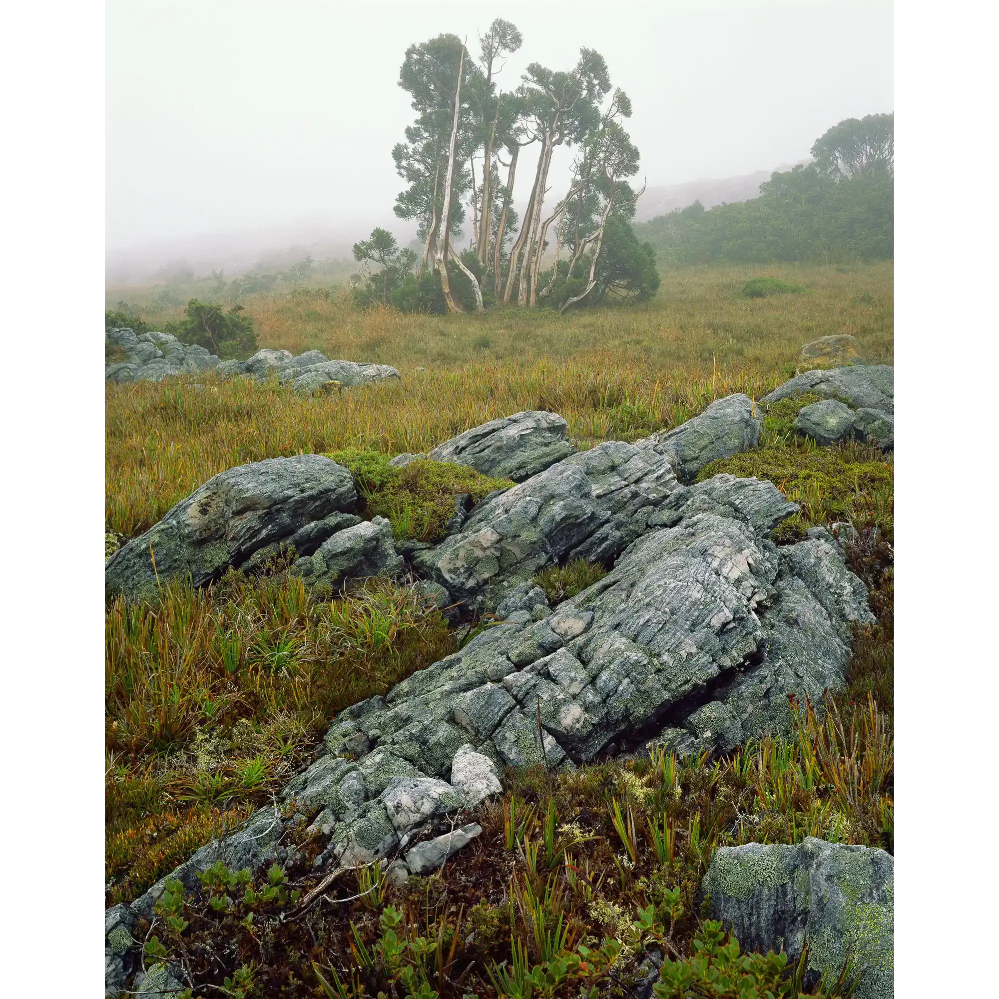 Pencil pines in mist near Lake Picone, Southwest National Park by Peter Dombrovskis