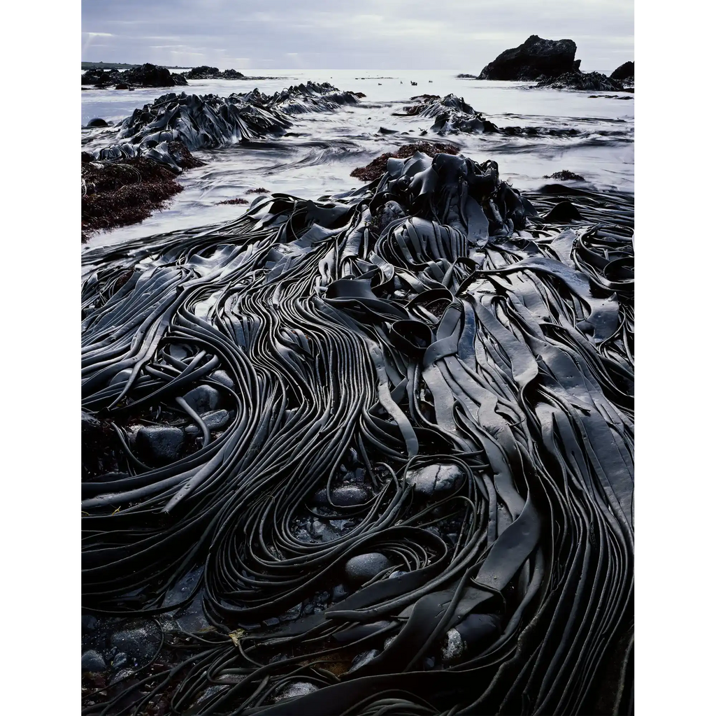 Giant kelp, Hasselborough Bay, Macquarie Island, Tasmania by Peter Dombrovskis