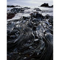 Giant kelp, Hasselborough Bay, Macquarie Island, Tasmania by Peter Dombrovskis