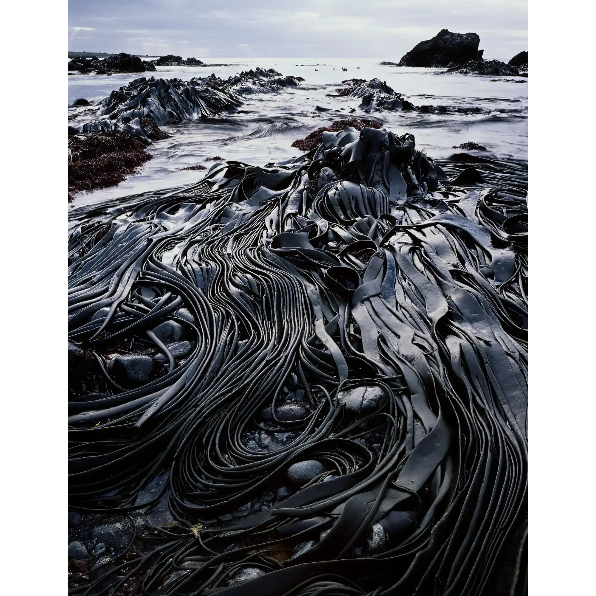 Giant kelp, Hasselborough Bay, Macquarie Island, Tasmania by Peter Dombrovskis