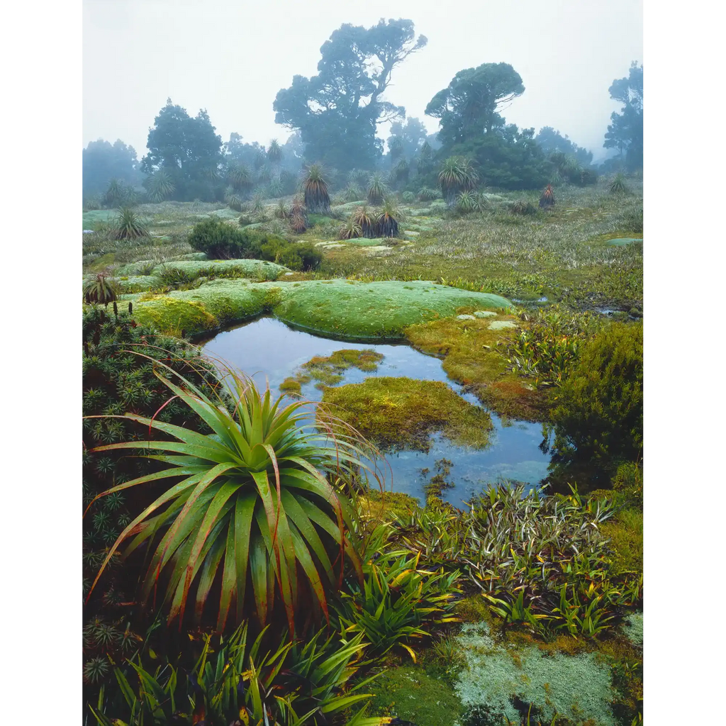 Cushion plants and pandanis in mist, Southwest National Park, Tasmania by Peter Dombrovskis