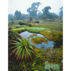 Cushion plants and pandanis in mist, Southwest National Park, Tasmania by Peter Dombrovskis