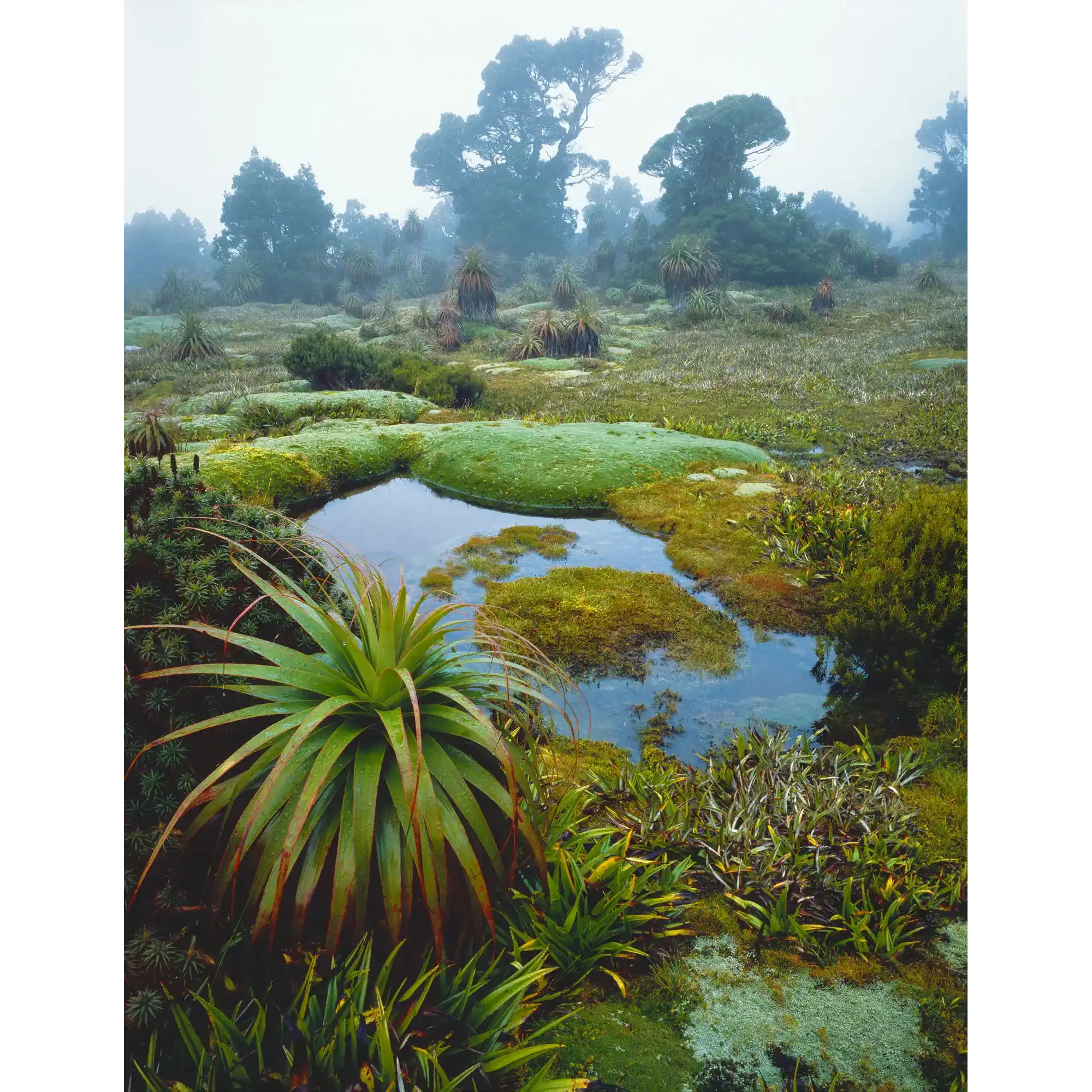 Cushion plants and pandanis in mist, Southwest National Park, Tasmania by Peter Dombrovskis