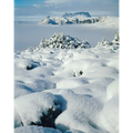 Cradle Mountain from Hounslow Heath, Cradle Mountain-Lake St Clair National Park by Peter Dombrovskis