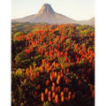 Richea scorparia in bloom at Barn Bluff, Cradle Mountain-Lake St. Clair National Park, Tasmania by Peter Dombrovskis