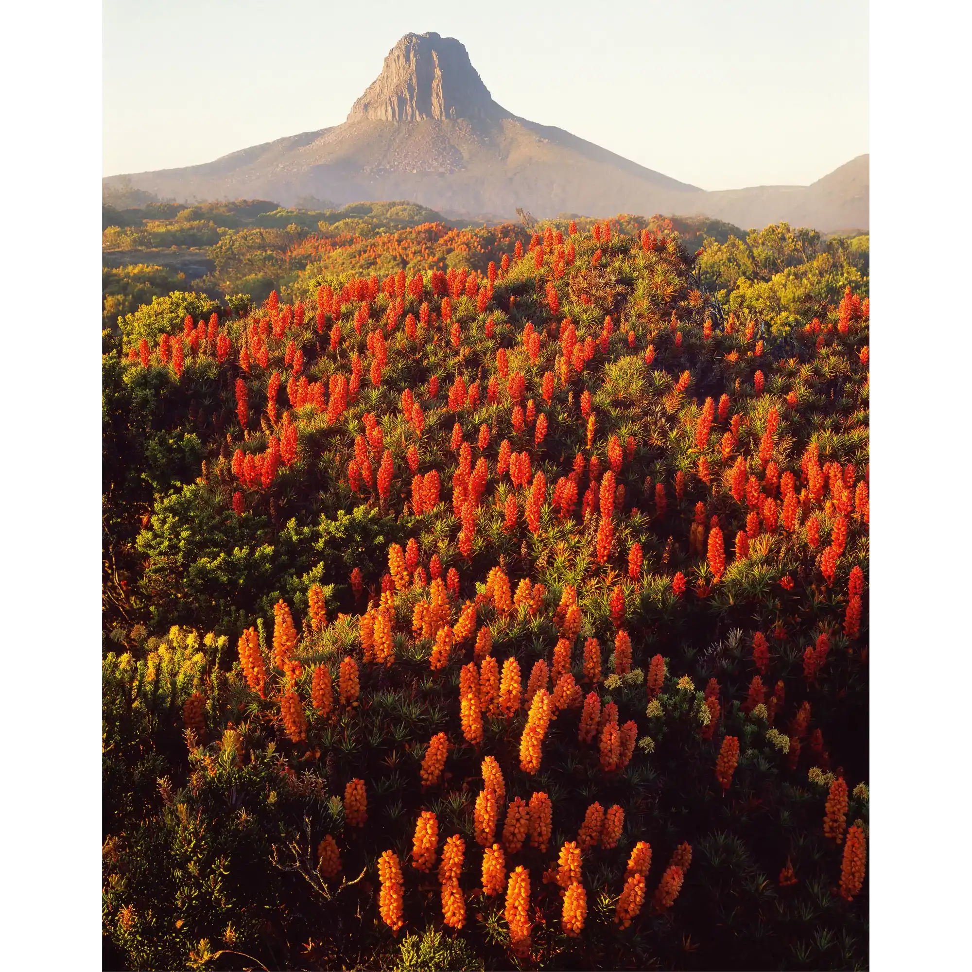Richea scorparia in bloom at Barn Bluff, Cradle Mountain-Lake St. Clair National Park, Tasmania by Peter Dombrovskis