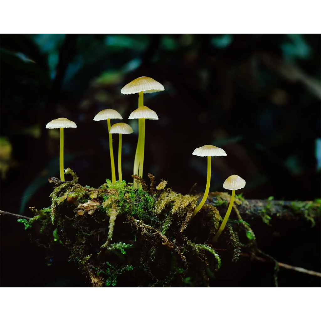 Rainforest fungi, Glen Calder, Franklin-Gordon Wild Rivers National Park by Peter Dombrovskis