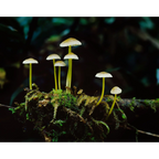 Rainforest fungi, Glen Calder, Franklin-Gordon Wild Rivers National Park by Peter Dombrovskis