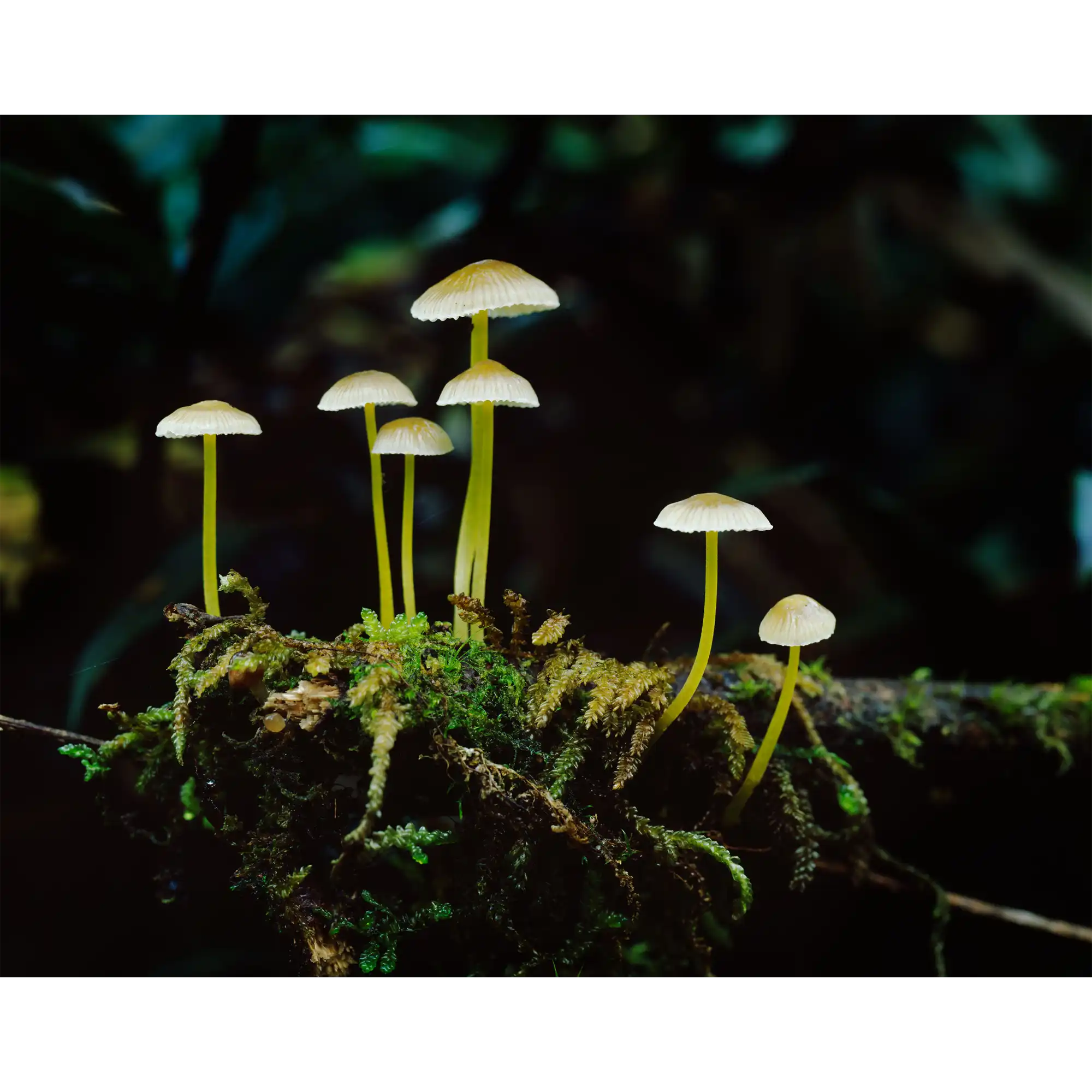 Rainforest fungi, Glen Calder, Franklin-Gordon Wild Rivers National Park by Peter Dombrovskis