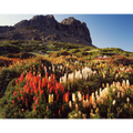 Richea scorparia in bloom below Halls Buttress, Walls of Jerusalem National Park, Tasmania by Peter Dombrovskis