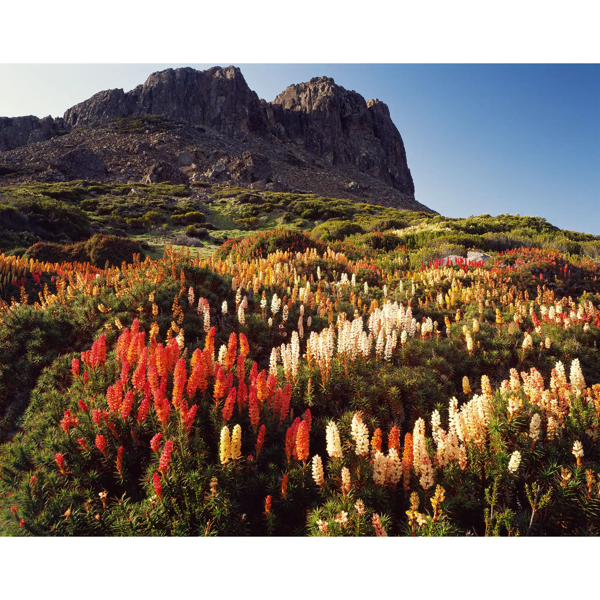 Richea scorparia in bloom below Halls Buttress, Walls of Jerusalem National Park, Tasmania by Peter Dombrovskis