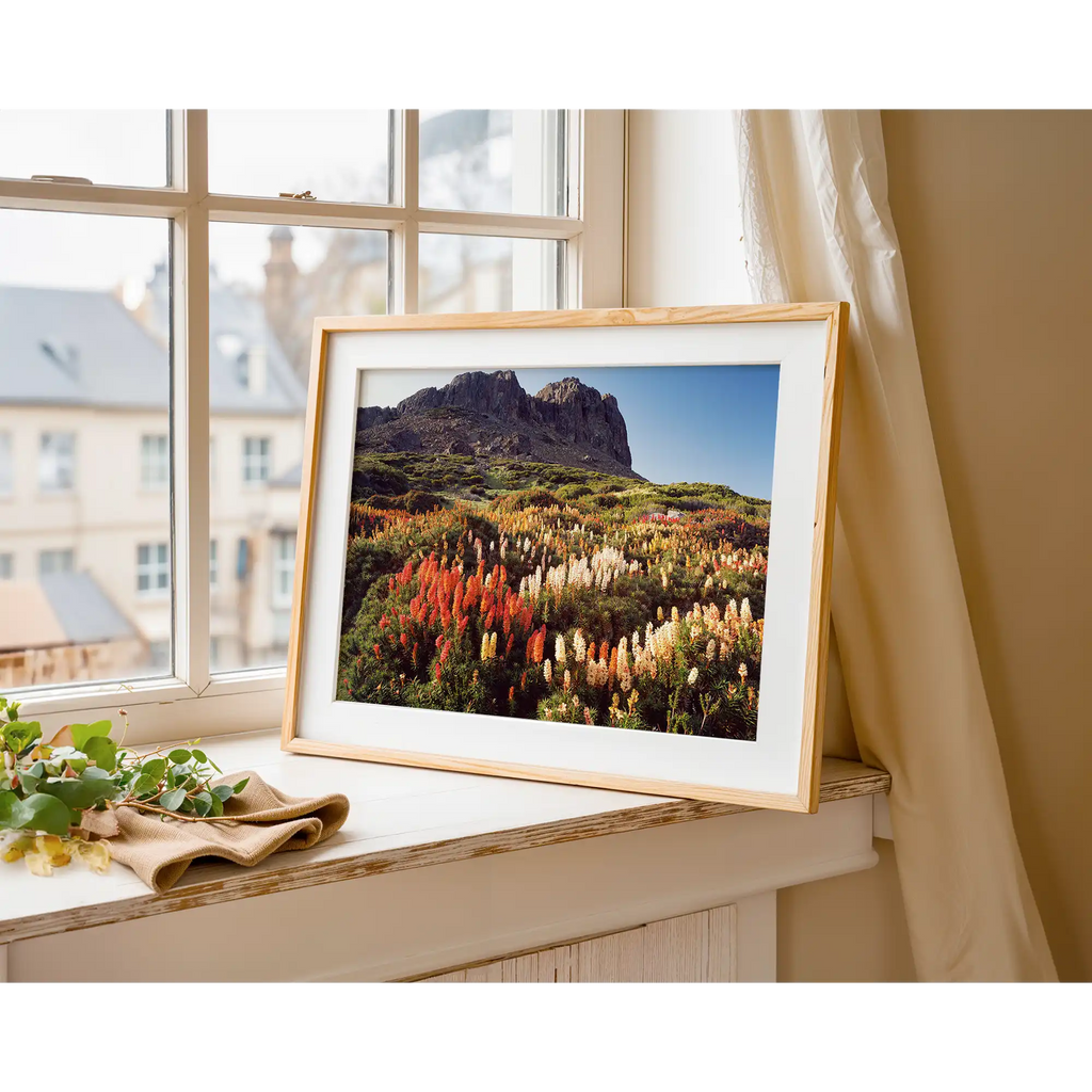 Richea scorparia in bloom below Halls Buttress, Walls of Jerusalem National Park, Tasmania by Peter Dombrovskis
