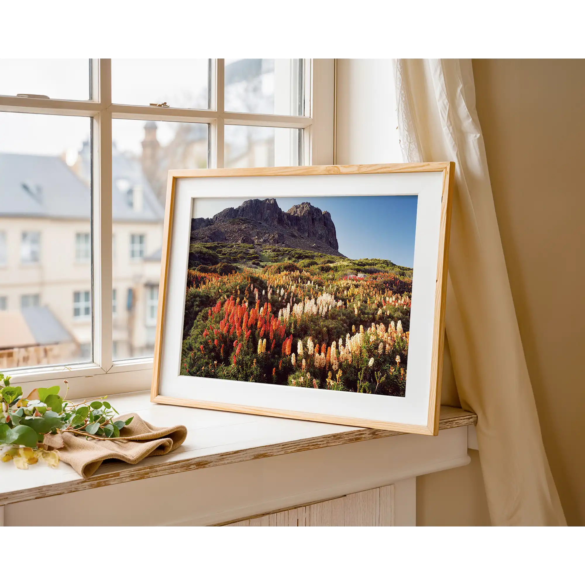 Richea scorparia in bloom below Halls Buttress, Walls of Jerusalem National Park, Tasmania by Peter Dombrovskis
