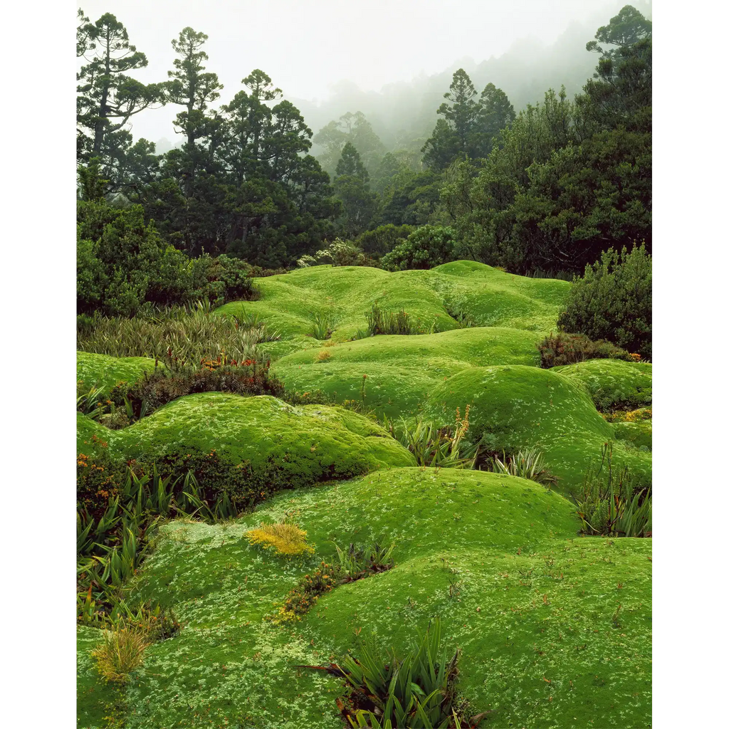 Cushion Plants, Southwest National Park, Tasmania by Peter Dombrovskis