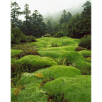 Cushion Plants, Southwest National Park, Tasmania by Peter Dombrovskis