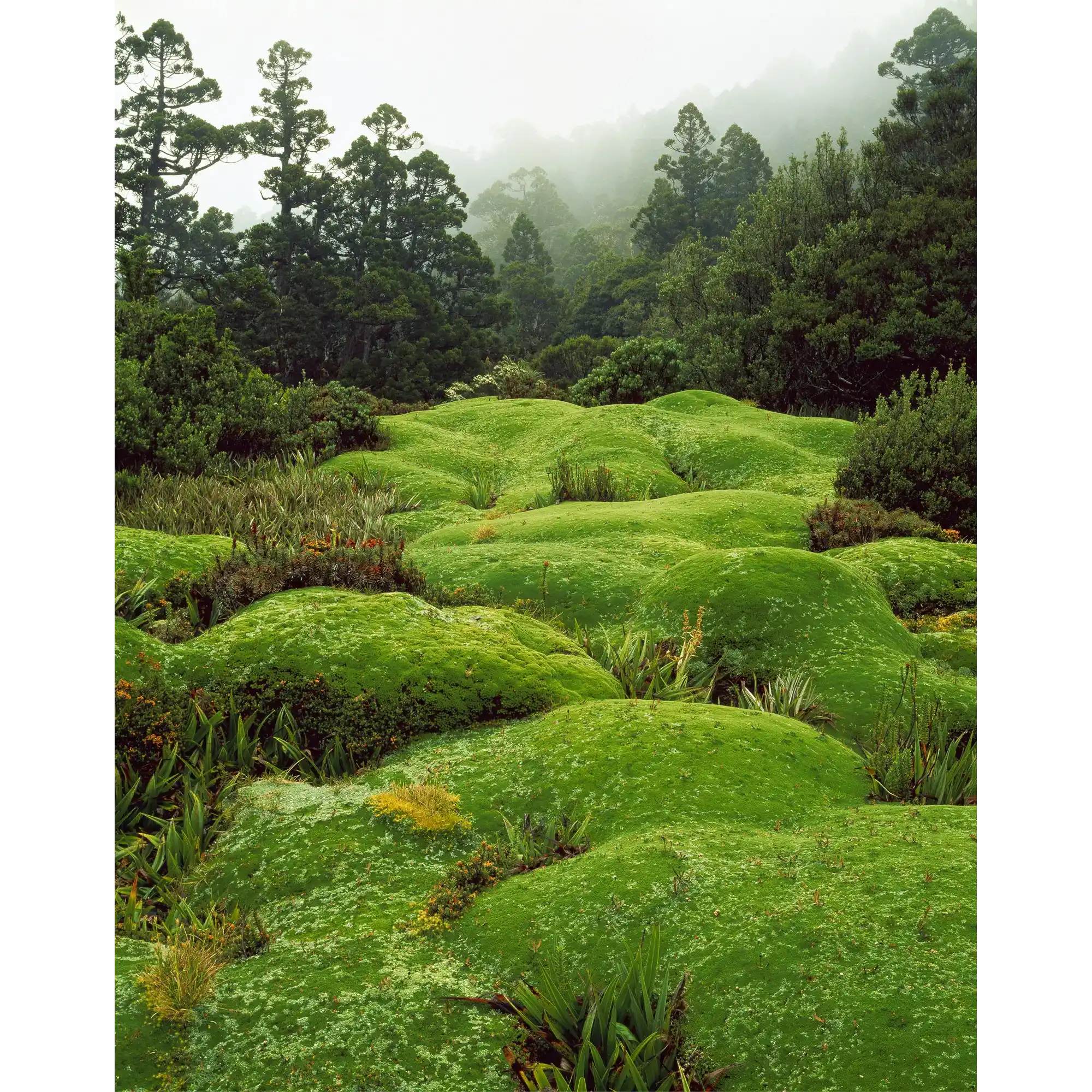 Cushion Plants, Southwest National Park, Tasmania by Peter Dombrovskis