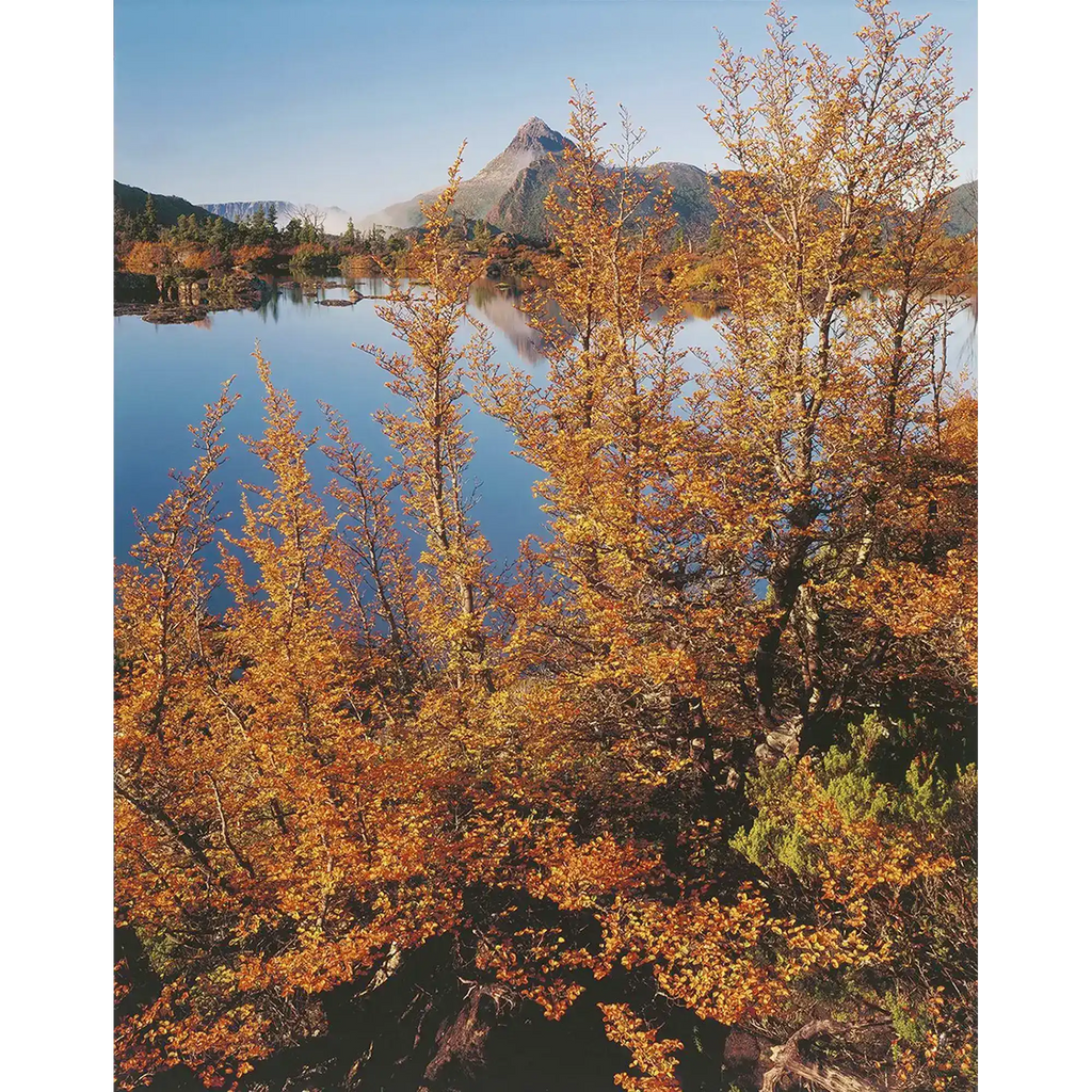Fagus, Mt Gould, Cradle Mountain-Lake St Clair National Park, Tasmania by Peter Dombrovskis