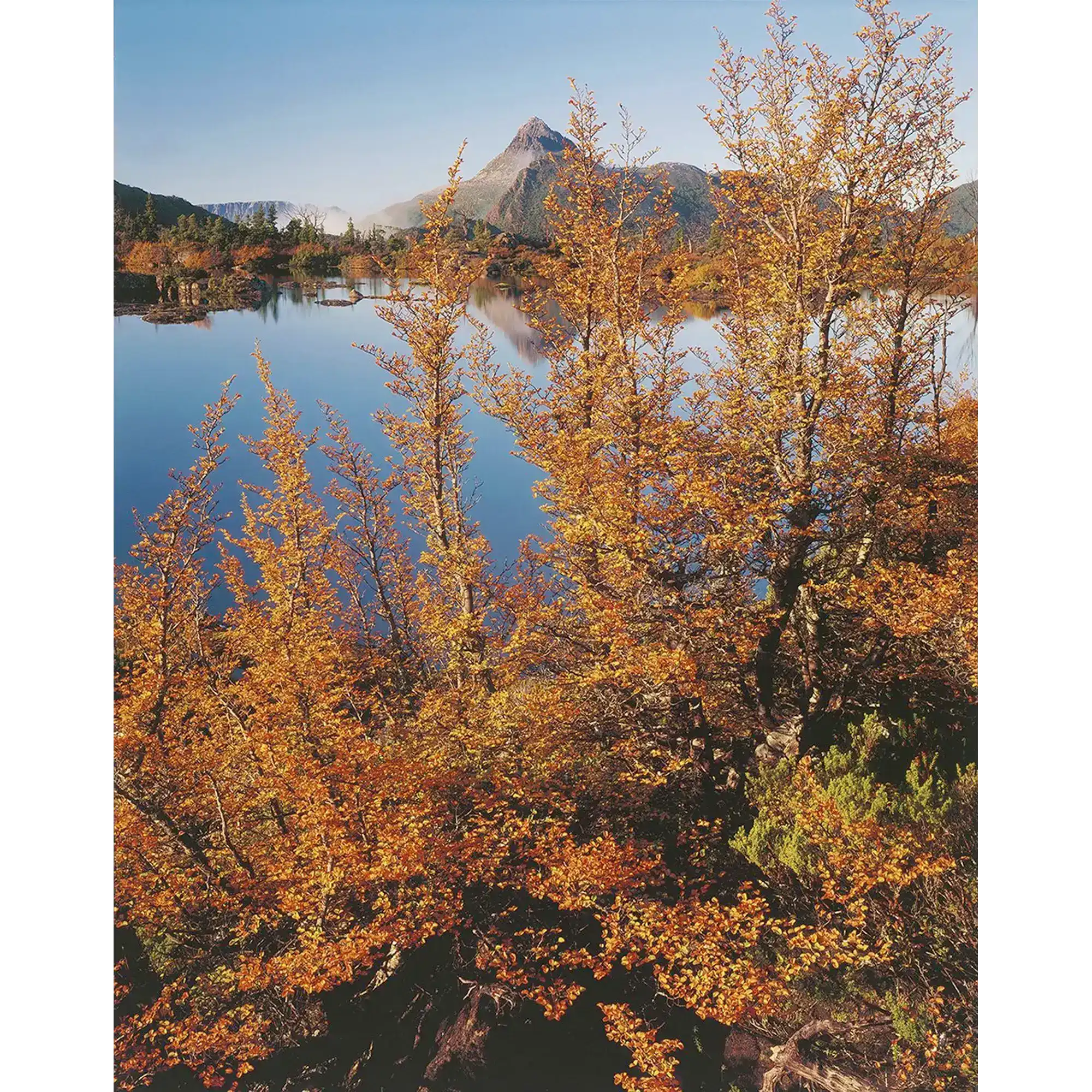 Fagus, Mt Gould, Cradle Mountain-Lake St Clair National Park, Tasmania by Peter Dombrovskis