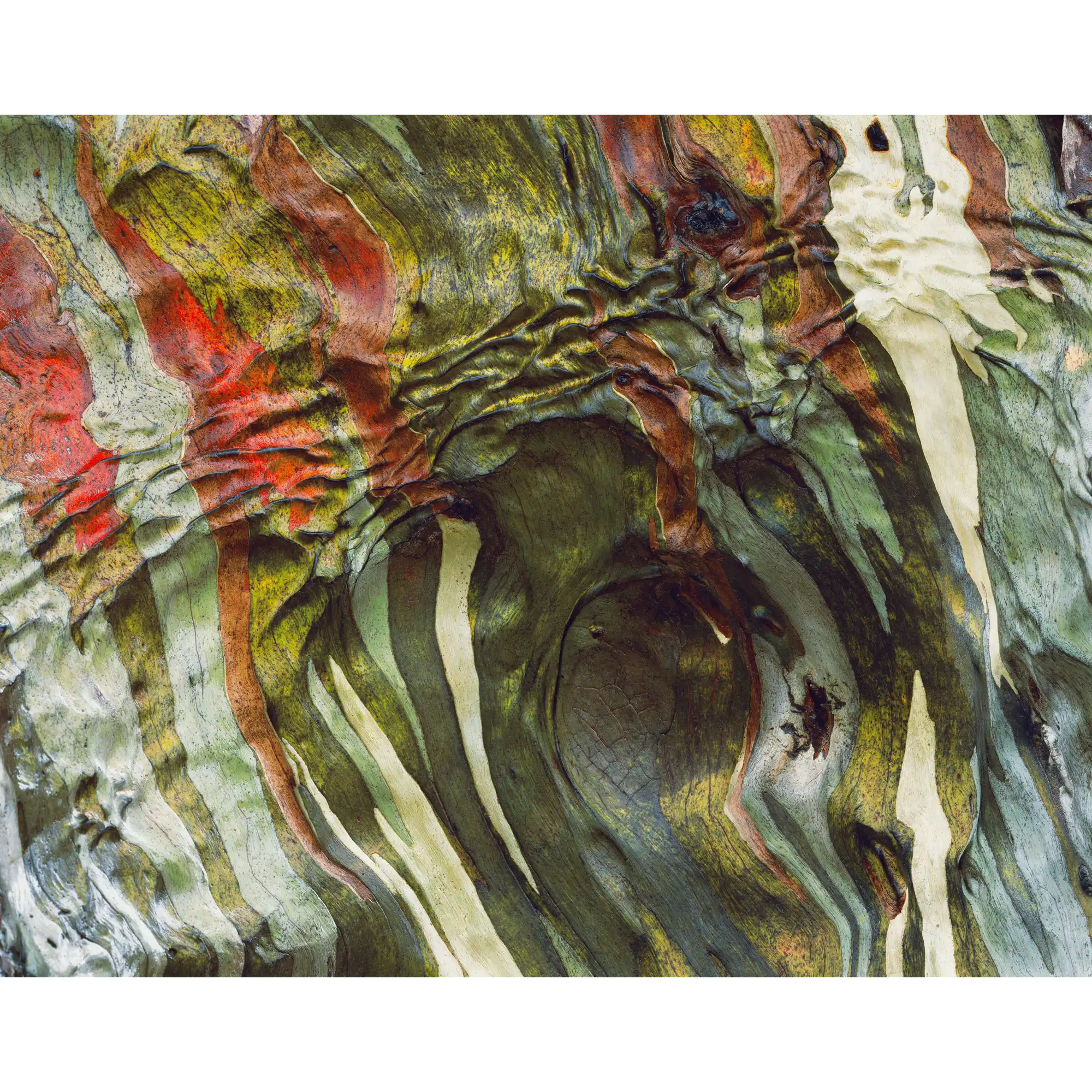 Bark of Snowgum, Du Cane Range - Cradle Mountain-Lake St Clair National Park by Peter Dombrovskis