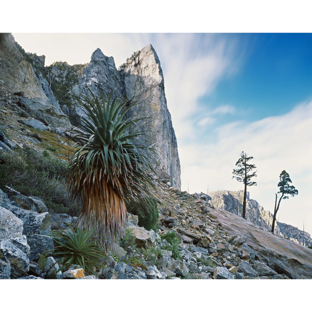 Nicoles Needle, The Franklin - Gordon Wild Rivers National Park, Tasmania by Peter Dombrovskis