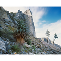 Nicoles Needle, The Franklin - Gordon Wild Rivers National Park, Tasmania by Peter Dombrovskis