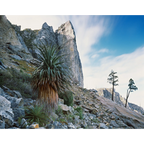 Nicoles Needle, The Franklin - Gordon Wild Rivers National Park, Tasmania by Peter Dombrovskis