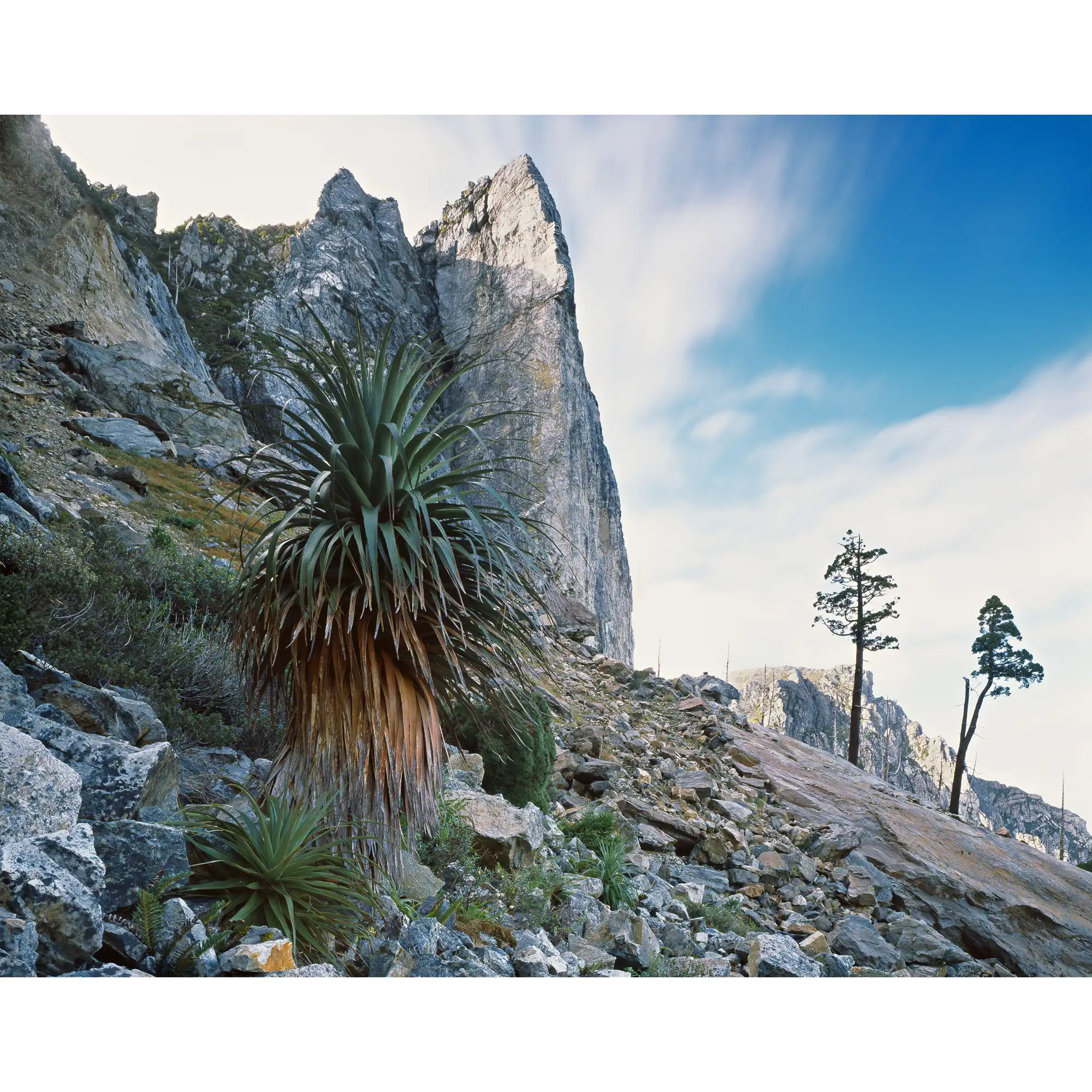 Nicoles Needle, The Franklin - Gordon Wild Rivers National Park, Tasmania by Peter Dombrovskis