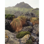 Macquarie Island, Tasmania by Peter Dombrovskis