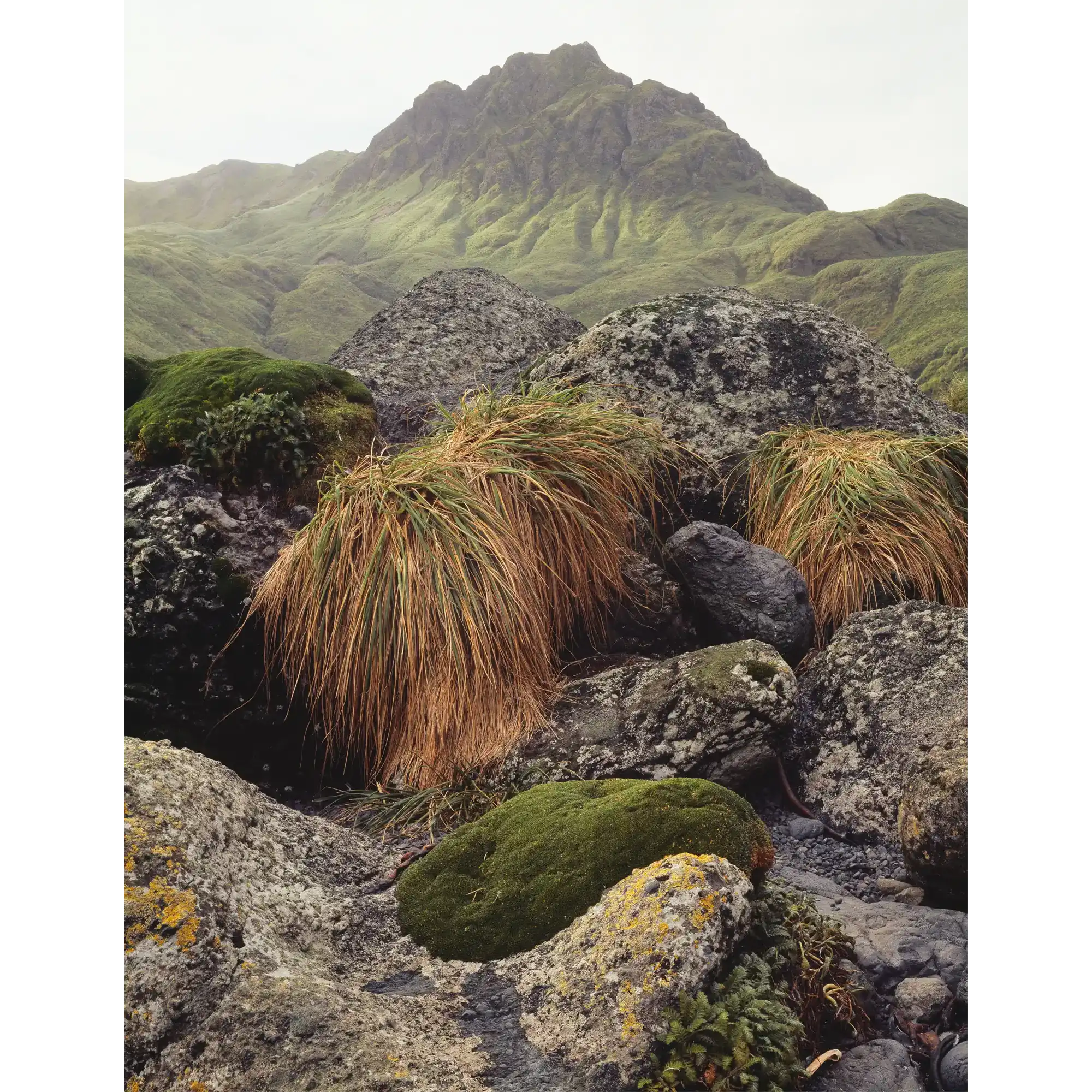 Macquarie Island, Tasmania by Peter Dombrovskis
