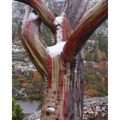 Snow-gum on the Labyrinth, Du Cane Range, Tasmania by Peter Dombrovskis