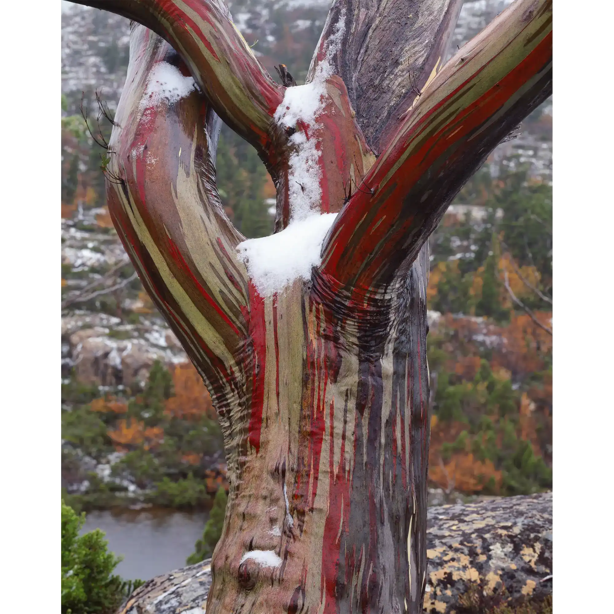 Snow-gum on the Labyrinth, Du Cane Range, Tasmania by Peter Dombrovskis