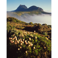Morning mist in Cradle Cirque, Cradle Mountain, Tasmania by Peter Dombrovskis
