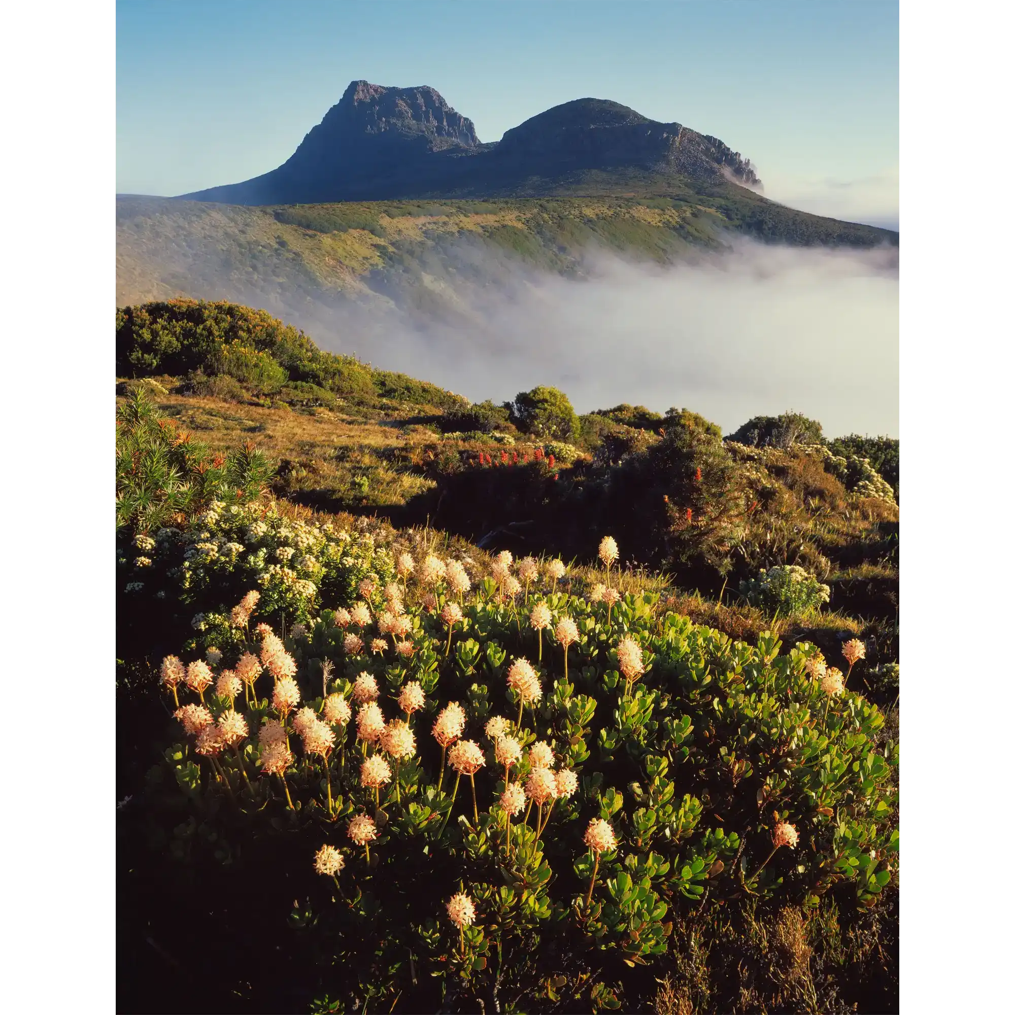 Morning mist in Cradle Cirque, Cradle Mountain, Tasmania by Peter Dombrovskis