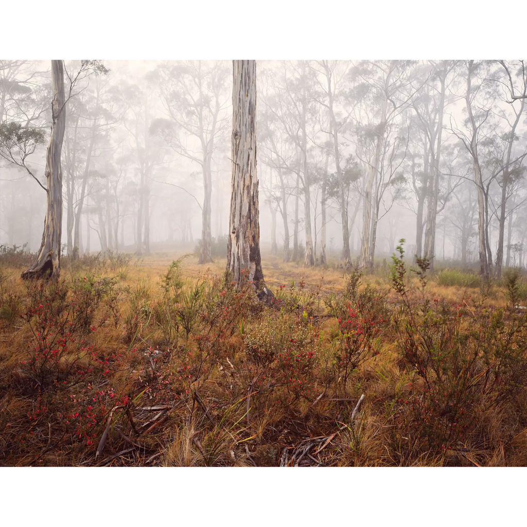 Peppermint Gum Woodland Near Chimney Pot Hill, Tasmania by Peter Dombrovskis