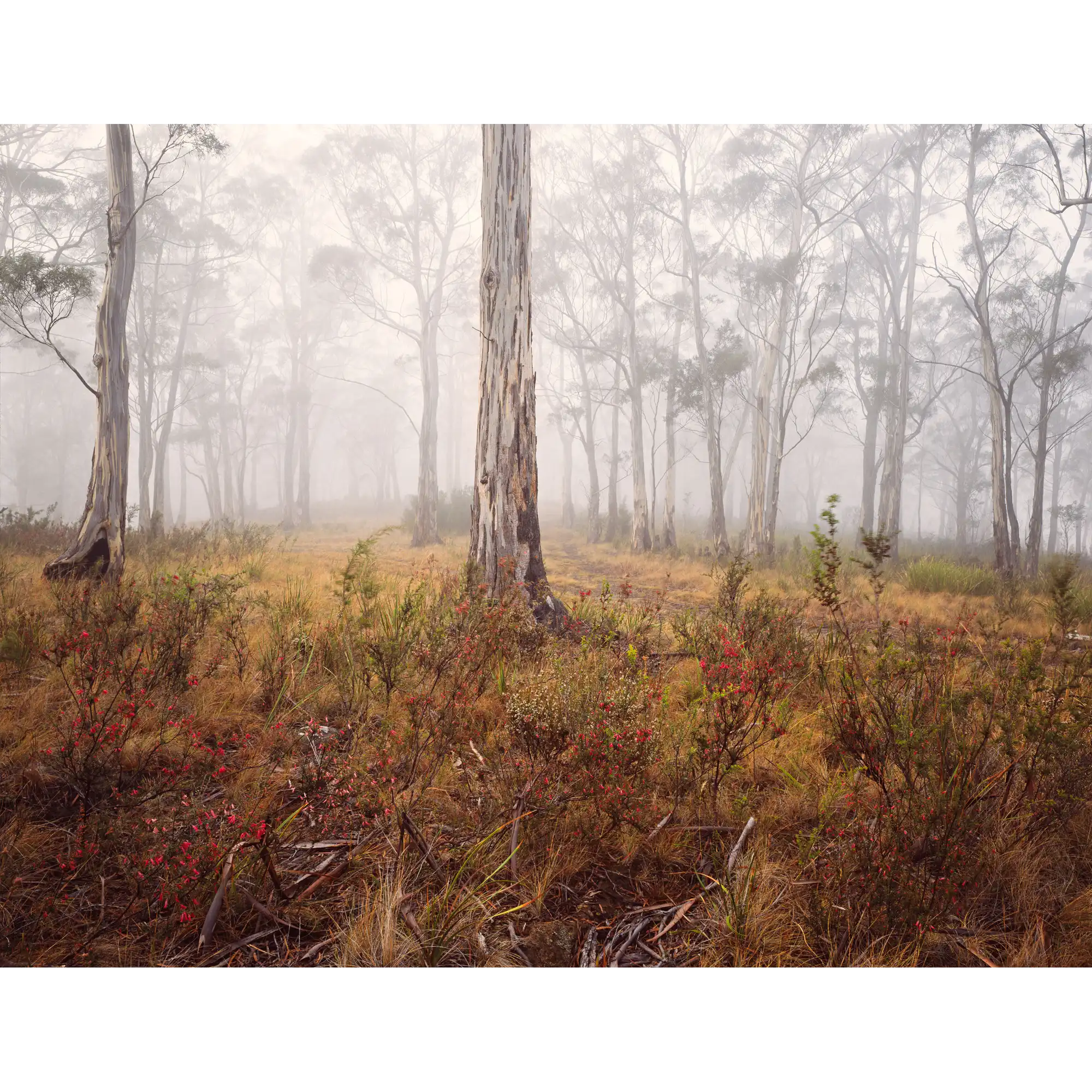 Peppermint Gum Woodland Near Chimney Pot Hill, Tasmania by Peter Dombrovskis