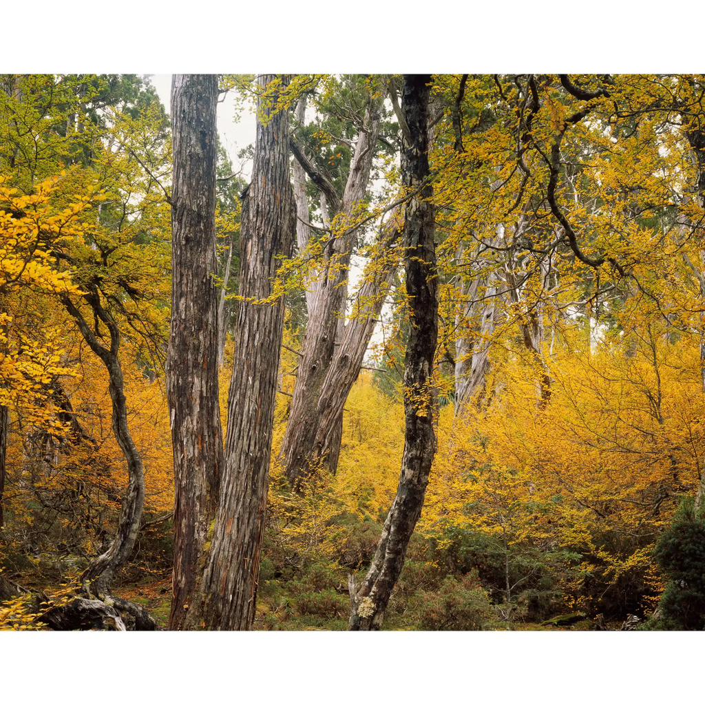 Autumn Forest near Barn Bluff, Tasmania by Peter Dombrovskis