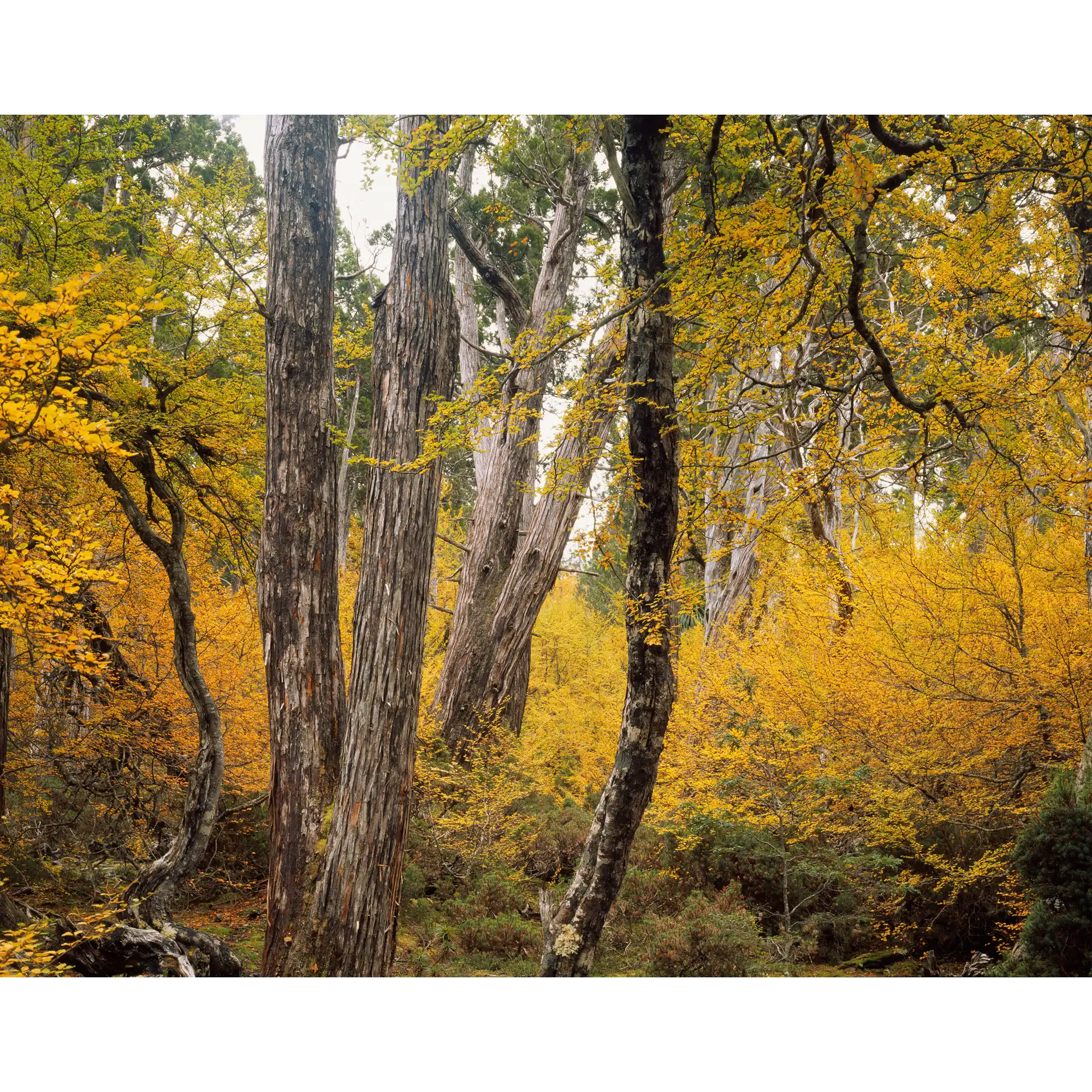 Autumn Forest near Barn Bluff, Tasmania by Peter Dombrovskis