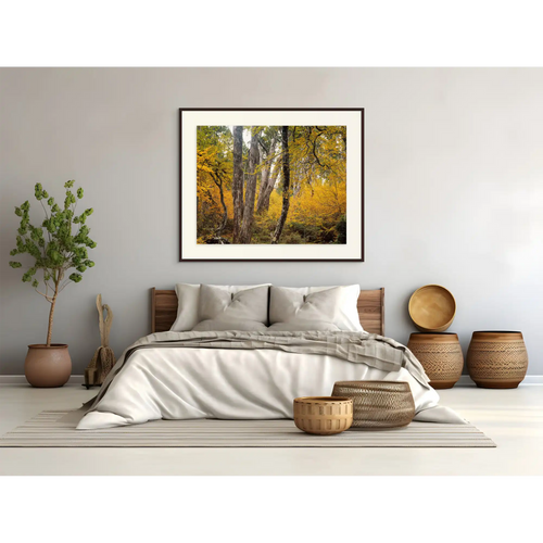 Autumn Forest near Barn Bluff, Tasmania by Peter Dombrovskis