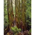 Eucalypt trunks in Rain, Pine Valley, Tasmania by Peter Dombrovskis