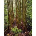 Eucalypt trunks in Rain, Pine Valley, Tasmania by Peter Dombrovskis