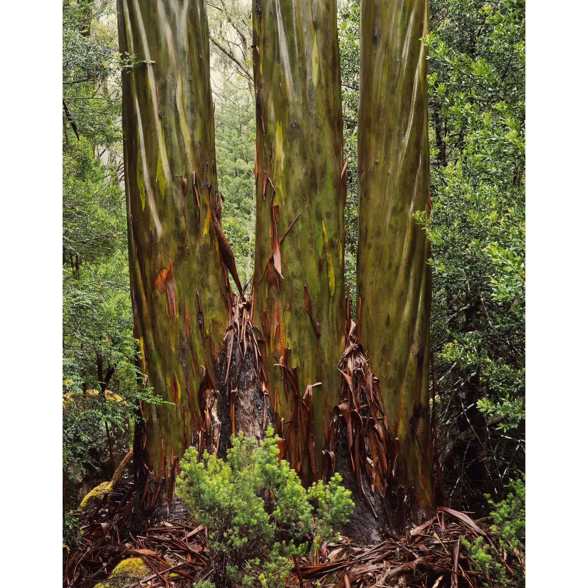 Eucalypt trunks in Rain, Pine Valley, Tasmania by Peter Dombrovskis